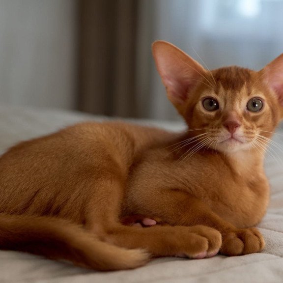 Abyssinian POLIN Ginder