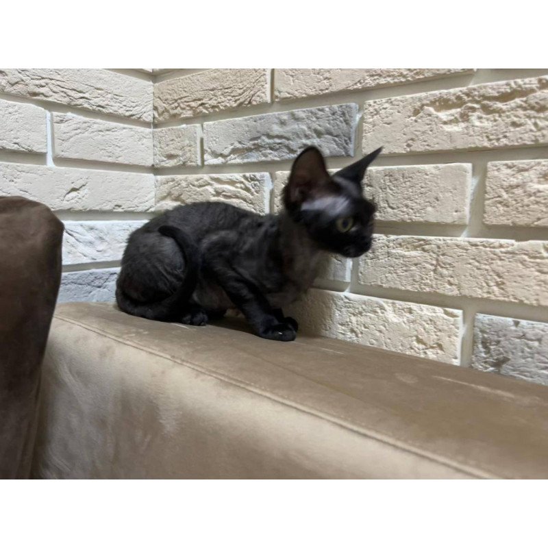 Devon Rex EM Albania