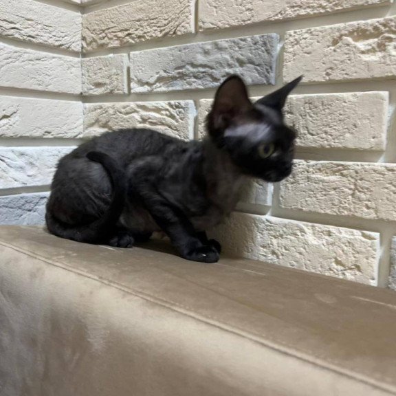Devon Rex EM Albania