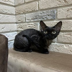 Devon Rex EM Albania
