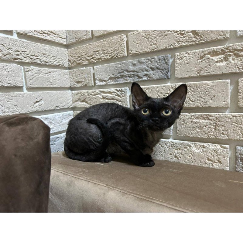 Devon Rex EM Albania