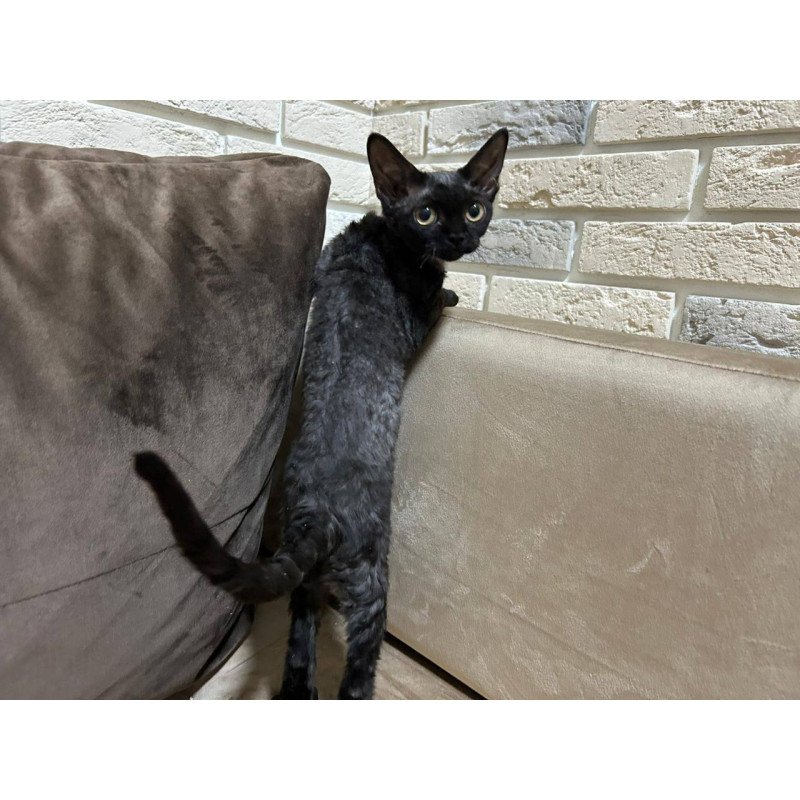 Devon Rex EM Albania