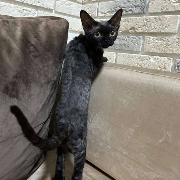 Devon Rex EM Albania