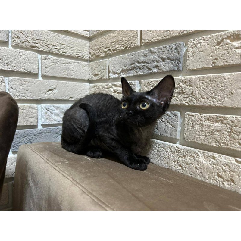 Devon Rex EM Albania