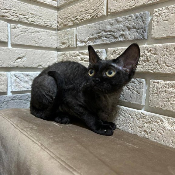 Devon Rex EM Albania