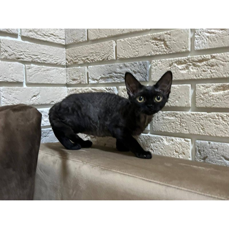 Devon Rex EM Albania
