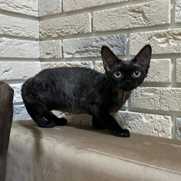 Devon Rex EM Albania