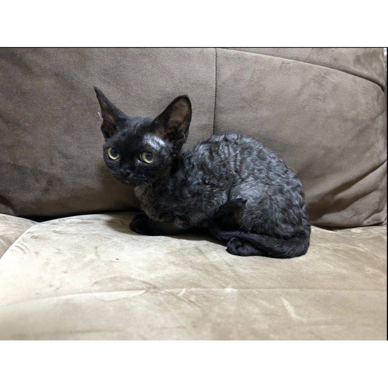 Devon Rex EM Albania