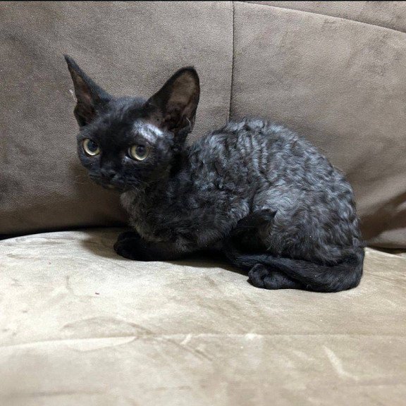 Devon Rex EM Albania