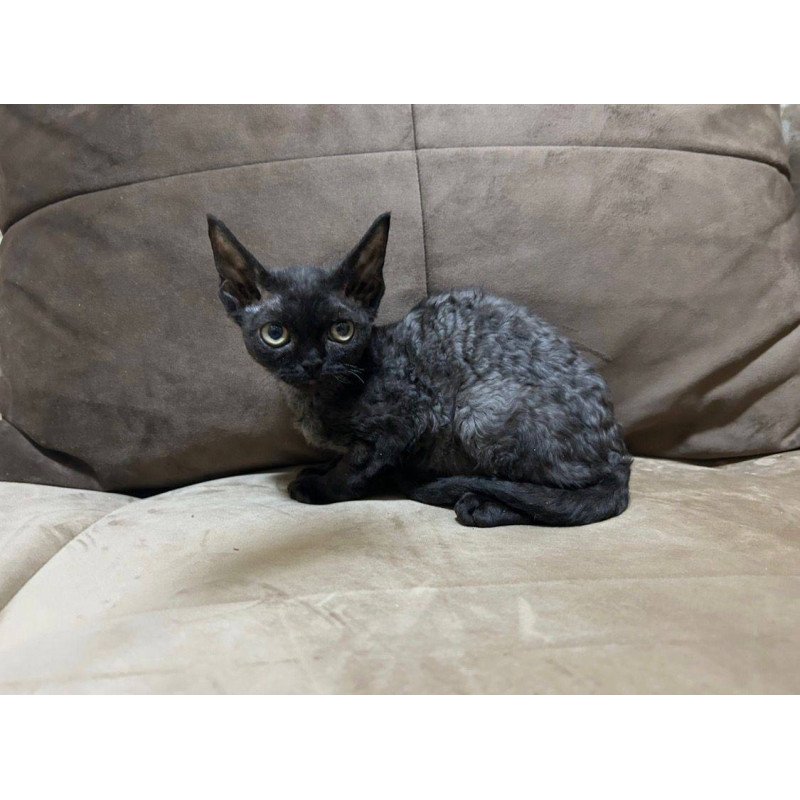 Devon Rex EM Albania