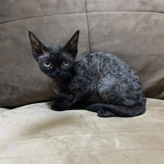 Devon Rex EM Albania