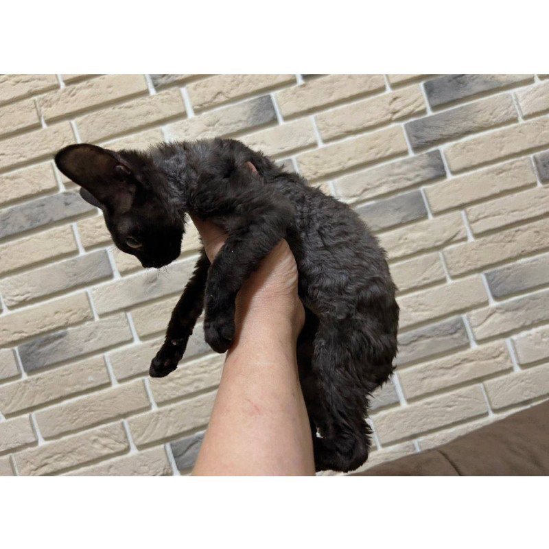 Devon Rex EM Albania