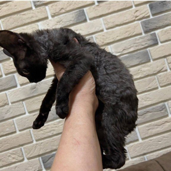 Devon Rex EM Albania