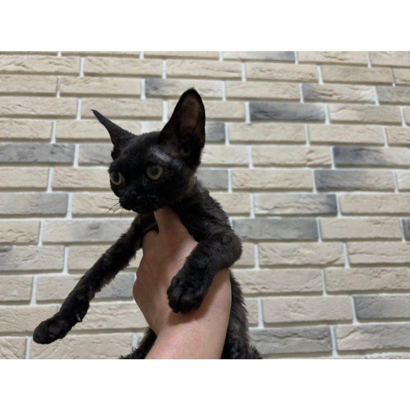 Devon Rex EM Albania