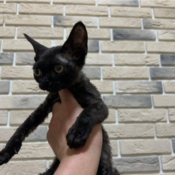 Devon Rex EM Albania