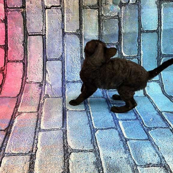 Devon Rex kitten is in NY
