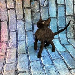 Devon Rex kitten is in NY