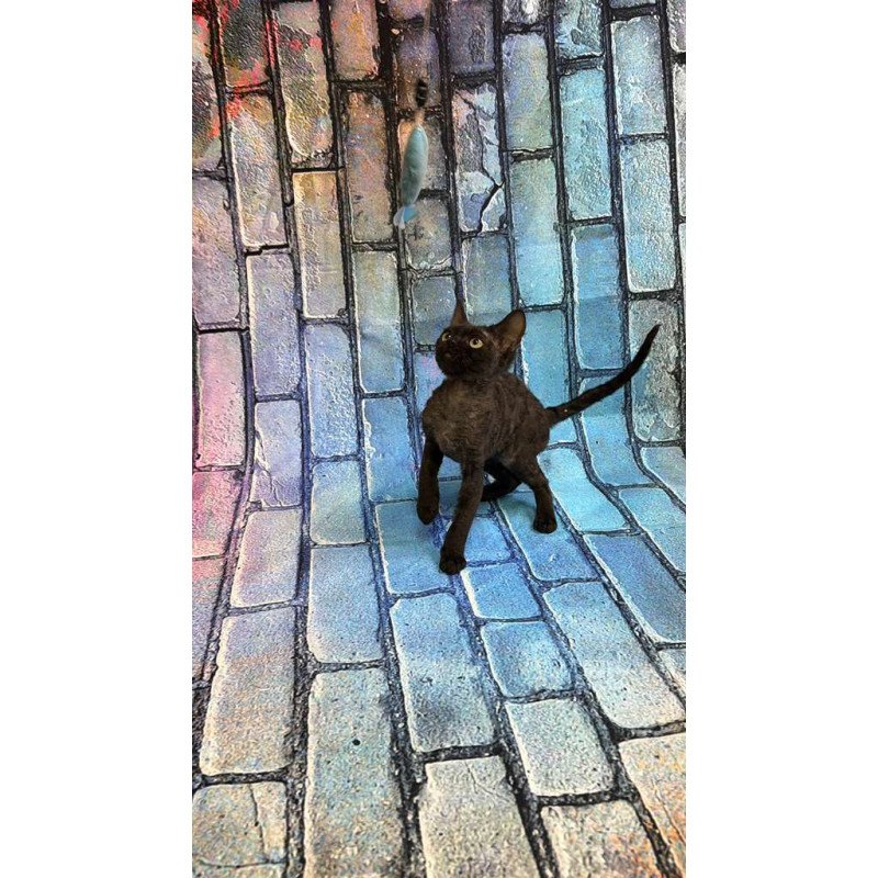 Devon Rex kitten is in NY