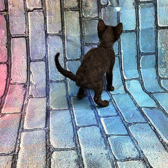 Devon Rex kitten is in NY