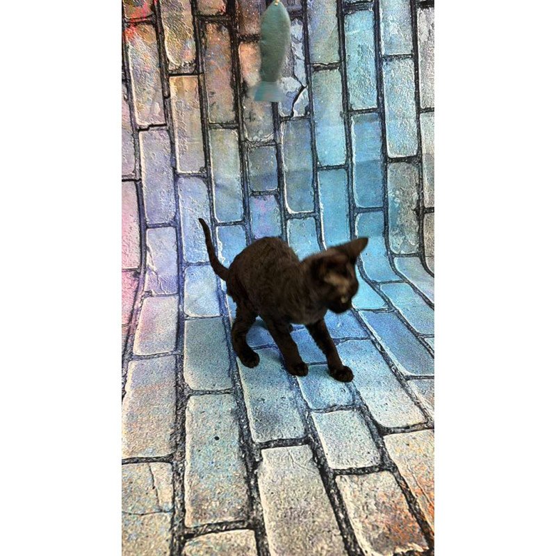 Devon Rex kitten is in NY