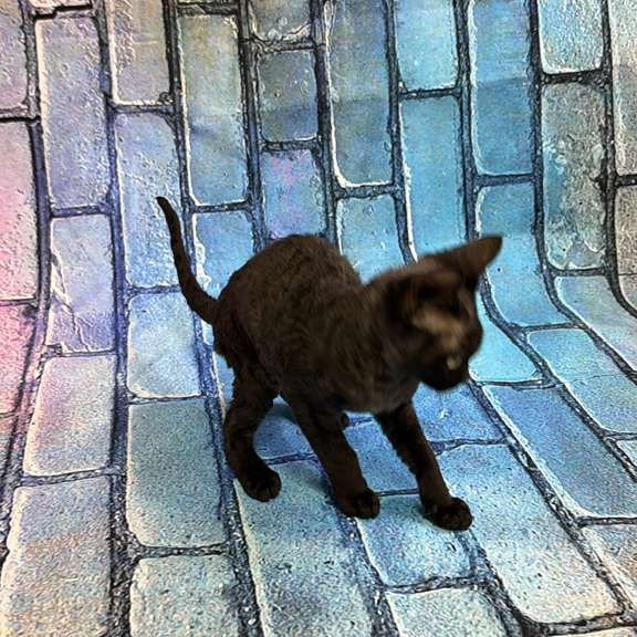 Devon Rex kitten is in NY