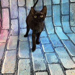 Devon Rex kitten is in NY