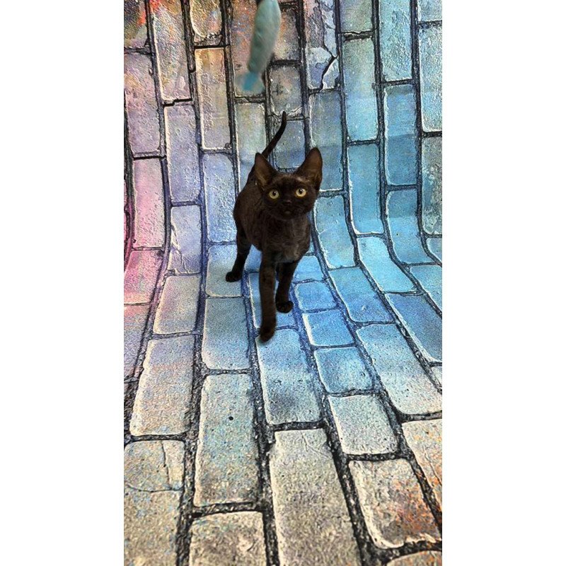 Devon Rex kitten is in NY