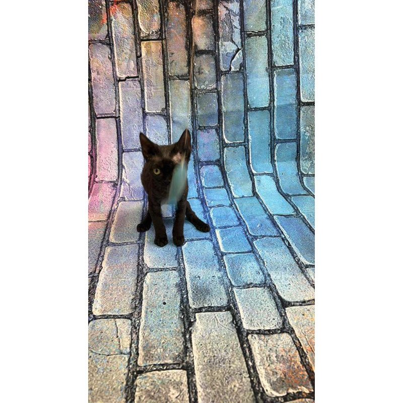 Devon Rex kitten is in NY