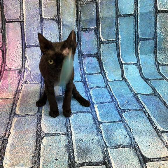 Devon Rex kitten is in NY