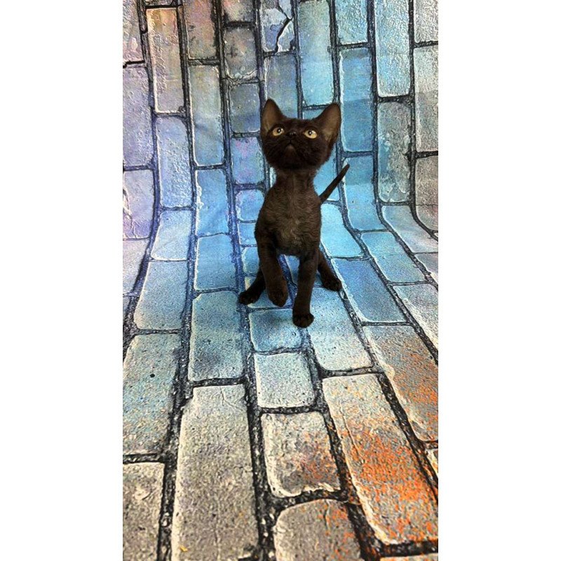 Devon Rex kitten is in NY