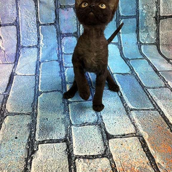 Devon Rex kitten is in NY