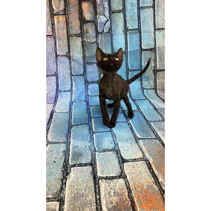 Devon Rex kitten is in NY