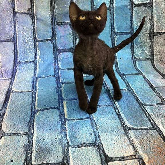 Devon Rex kitten is in NY