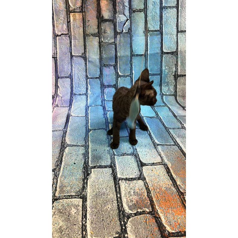 Devon Rex kitten is in NY