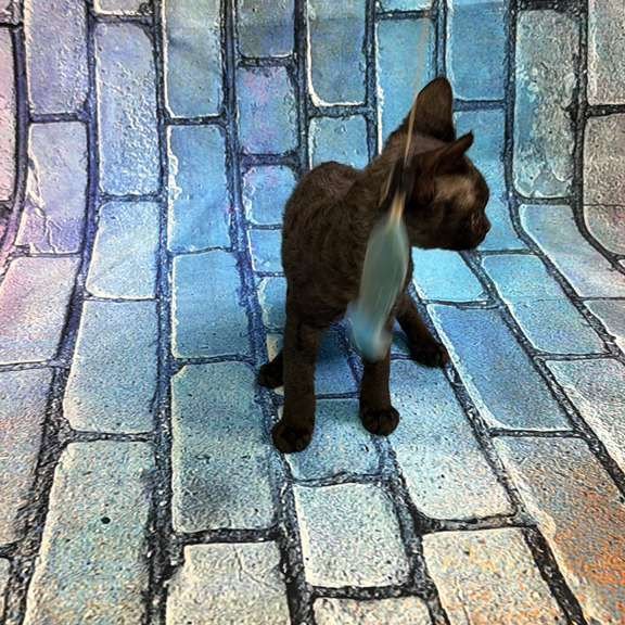 Devon Rex kitten is in NY