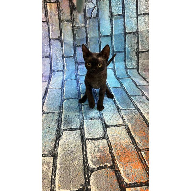 Devon Rex kitten is in NY
