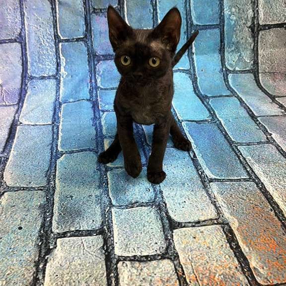 Devon Rex kitten is in NY