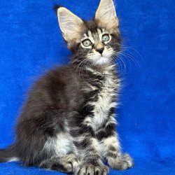Maine Coon NOV Indy Polydactyl