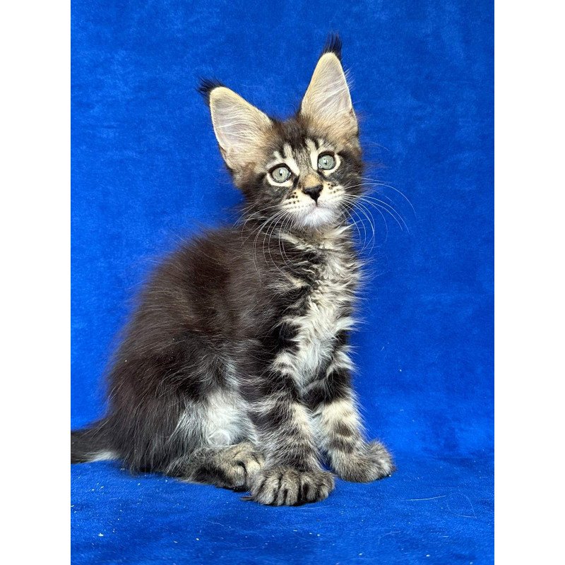 Maine Coon NOV Indy Polydactyl