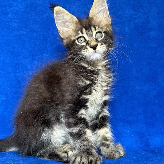 Maine Coon NOV Indy Polydactyl