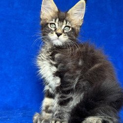 Maine Coon NOV Indy Polydactyl