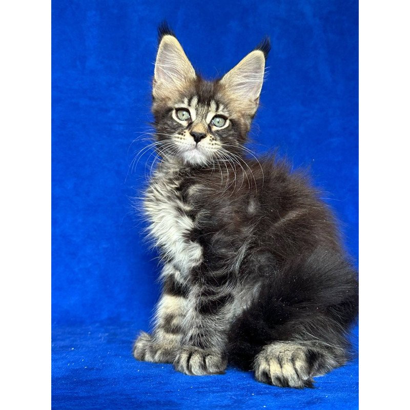 Maine Coon NOV Indy Polydactyl