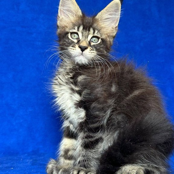 Maine Coon NOV Indy Polydactyl
