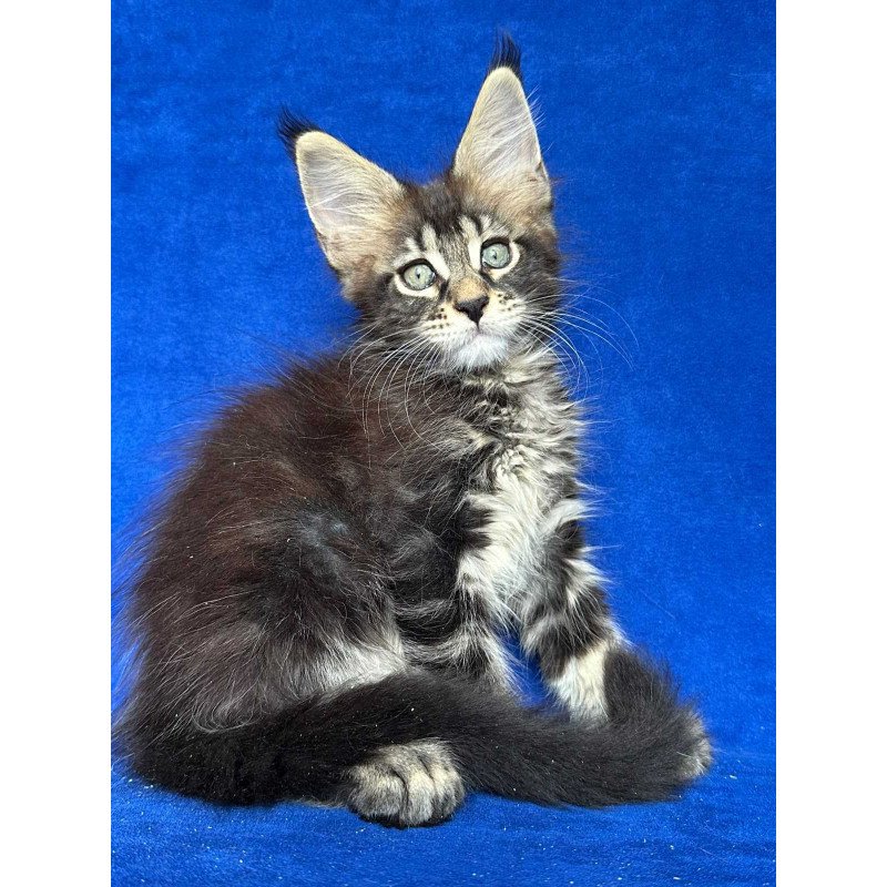 Maine Coon NOV Indy Polydactyl