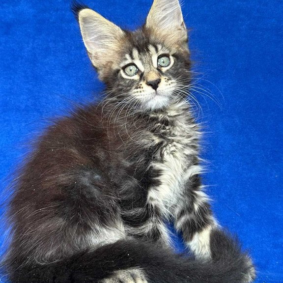 Maine Coon NOV Indy Polydactyl