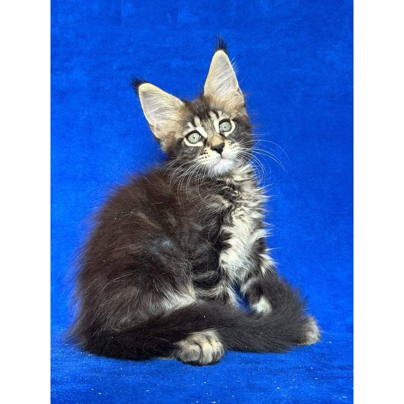 Maine Coon NOV Indy Polydactyl