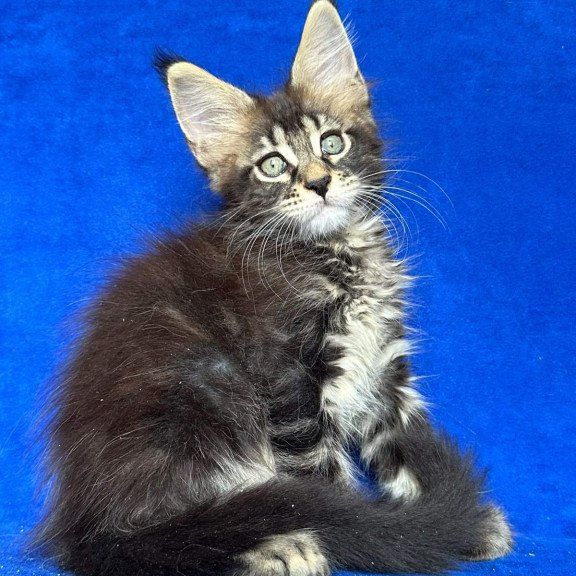 Maine Coon NOV Indy Polydactyl