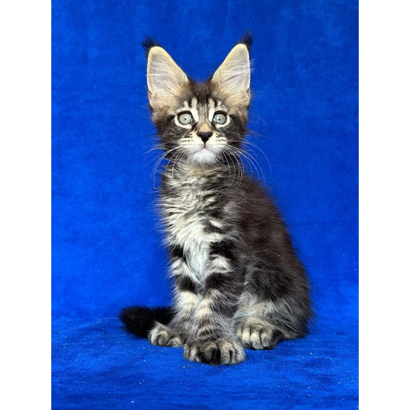 Maine Coon NOV Indy Polydactyl