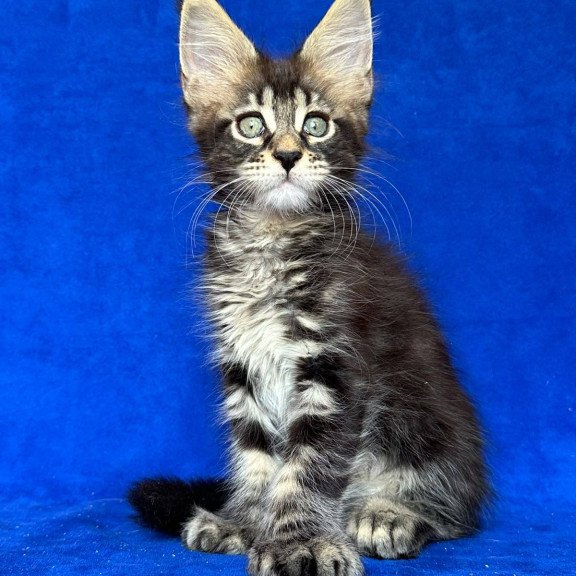 Maine Coon NOV Indy Polydactyl