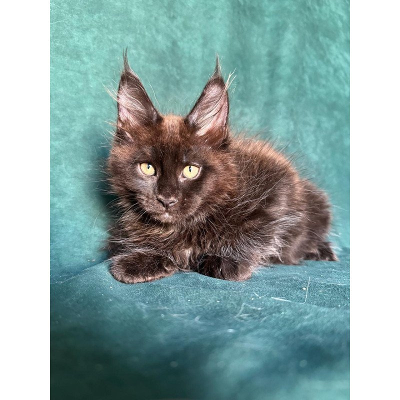 Maine Coon NOV Gerald